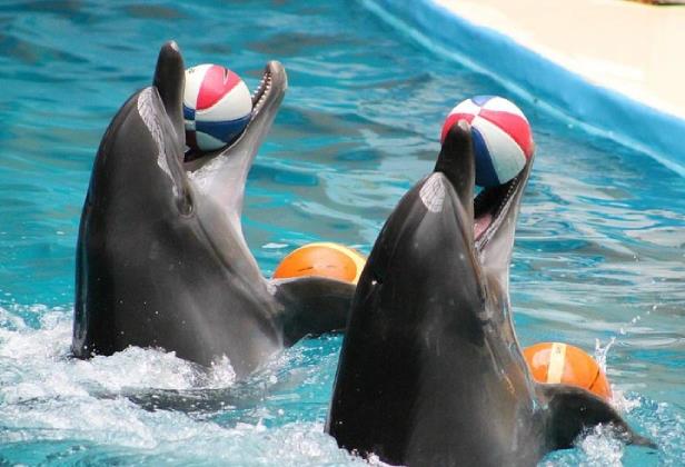 پارک دلفین کیش